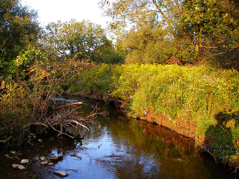 This is one of the smallest trout streams I've fished with much success, and one of the most fun.  Not every pool held eager trout but there were enough to keep things interesting. From Mystery Creek # 43 in New York.