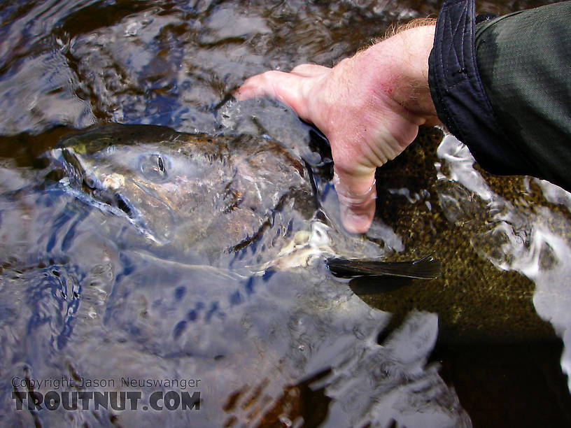 This king salmon was the only one I landed in a day of fishing.  I hooked and lost 7 others in heavy rapids. From the Salmon River in New York.