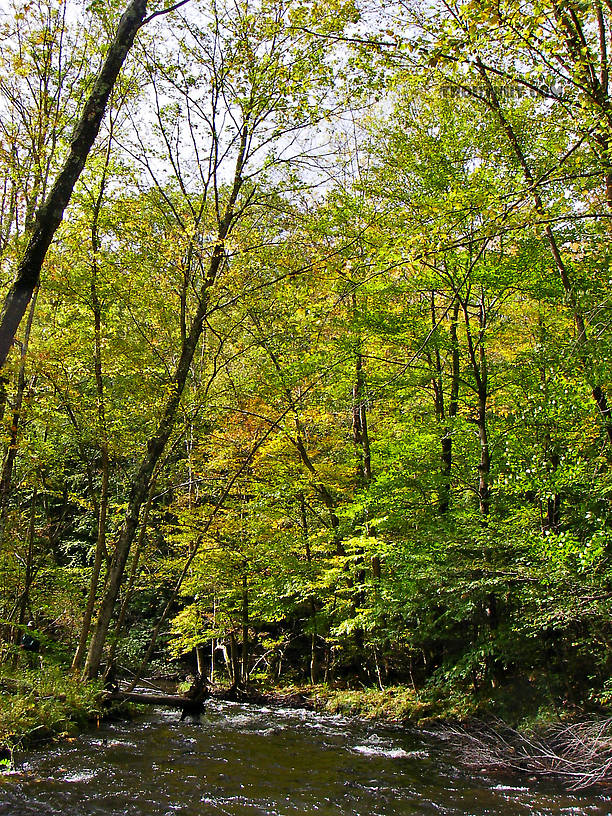  From the Salmon River in New York.