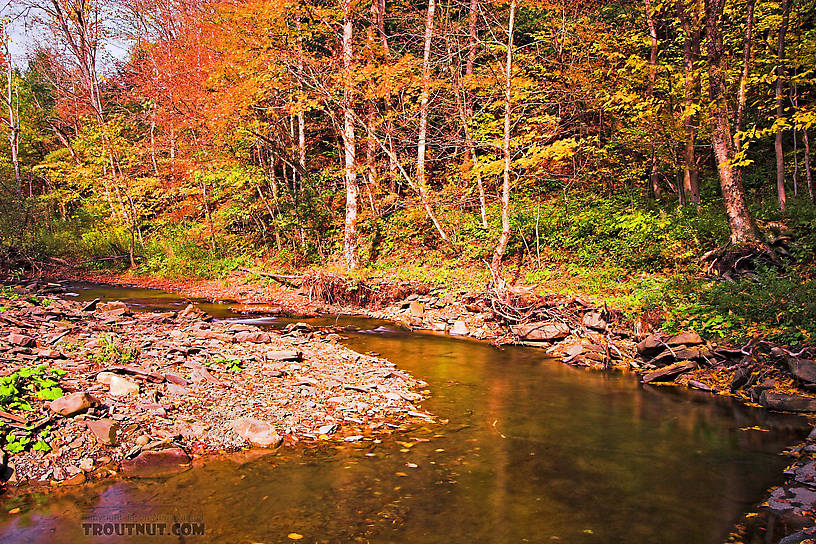  From Sixmile Creek in New York.