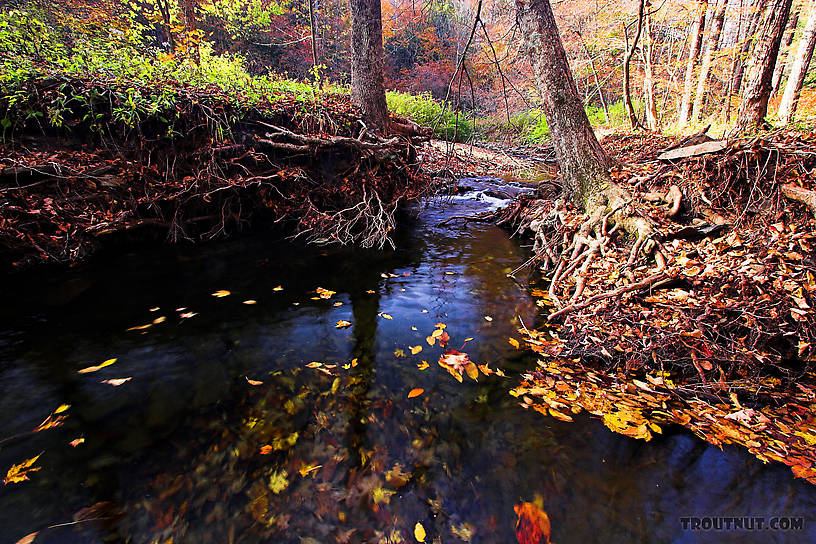  From Sixmile Creek in New York.