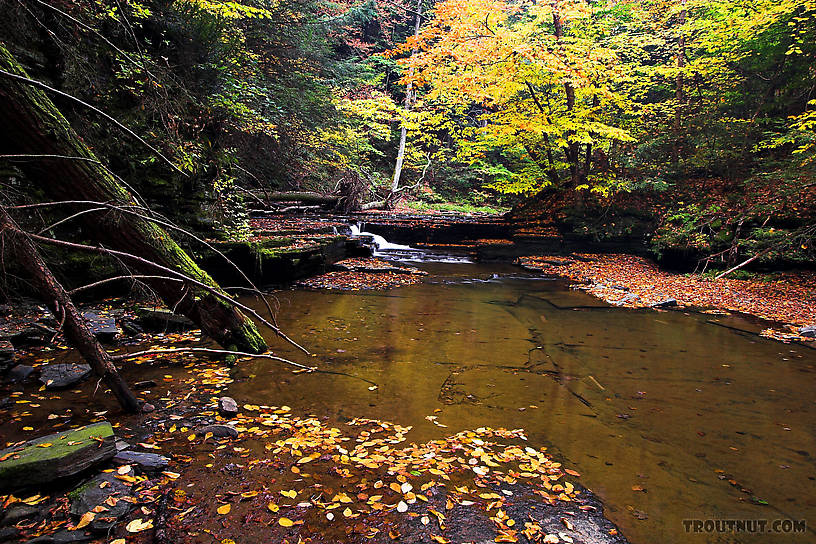  From Sixmile Creek in New York.