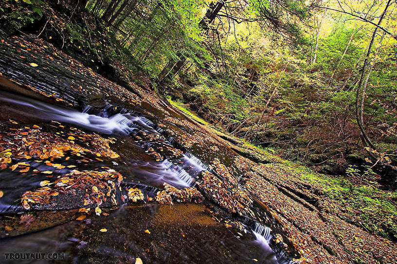  From Sixmile Creek in New York.