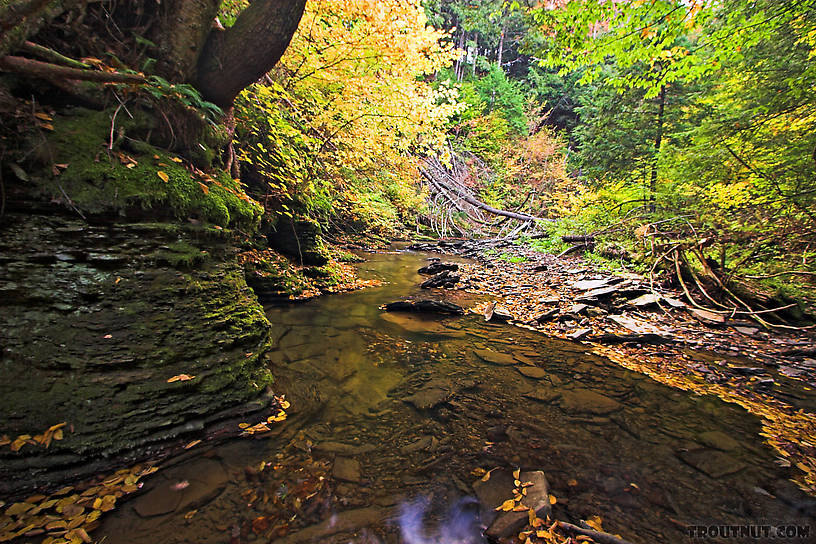  From Sixmile Creek in New York.