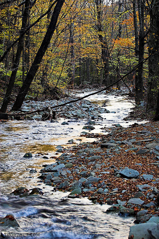  From Mystery Creek # 89 in New York.