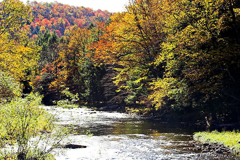  From Willowemoc Creek in New York.