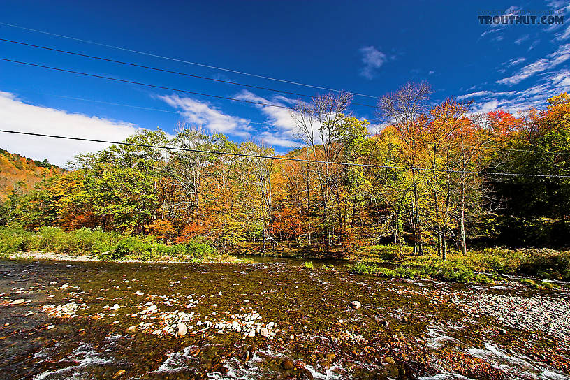  From the West Branch of the Neversink River in New York.