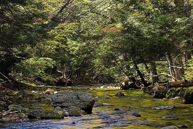  From the Mystery Creek # 23 in New York.