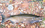 This 11 pound male king salmon was the only one in his pod willing to hit a fly, apparently. Well, I'm not complaining--what a fight! He's not big for a King, but it was a fun catch anyway. From the Salmon River in New York.