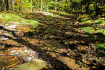 I like this little moss-bottomed trickle of a tributary. From the Mystery Creek # 23 in New York.