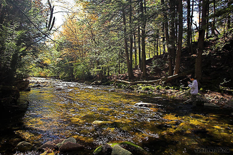 Lena fishes a brookie hole. From the Mystery Creek # 23 in New York.