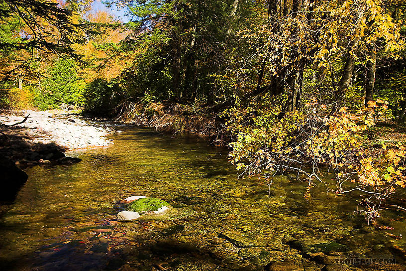 I've caught several brookies in this hole, although on the day of this photograph I found none. From the Mystery Creek # 23 in New York.