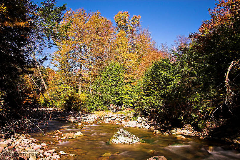  From the Mystery Creek # 23 in New York.