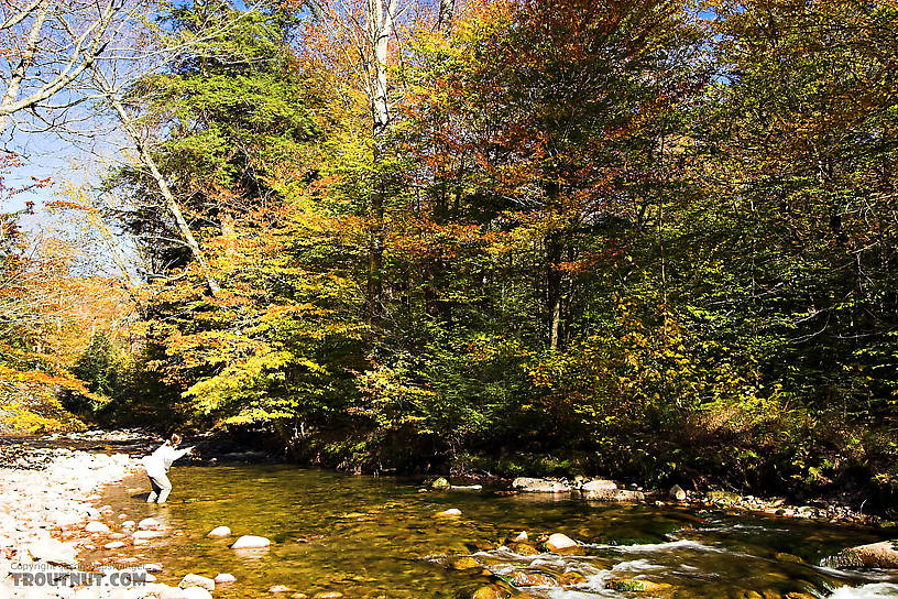 Lena sneaks up on some alleged brook trout which gave no sign of their presence to either one of us. From the Mystery Creek # 23 in New York.