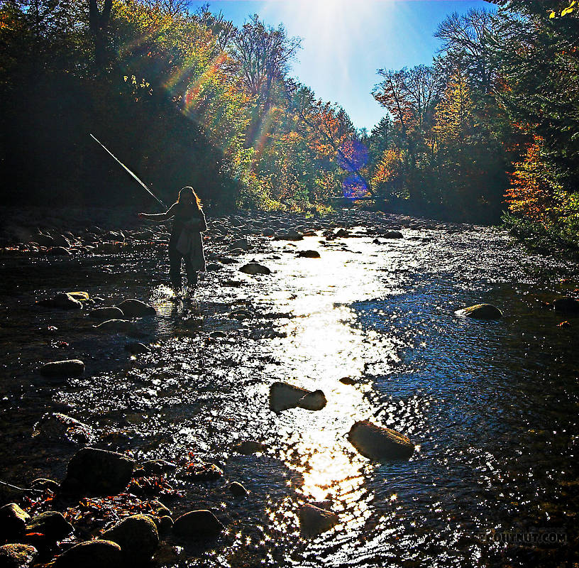 Lena wading across the riffle to catch up with me. From the Mystery Creek # 23 in New York.