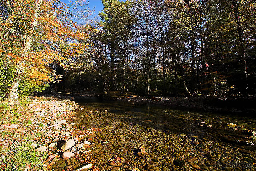  From the Mystery Creek # 23 in New York.