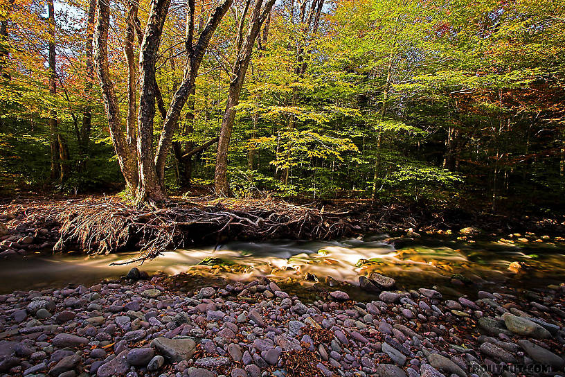  From the Mystery Creek # 23 in New York.