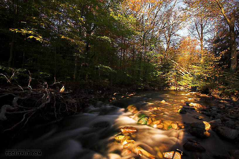  From the Mystery Creek # 23 in New York.