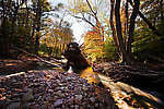 I caught a nice brookie a few weeks earlier in this pool at the junction of a split channel in the stream.  The huge fallen tree is great cover. From the Mystery Creek # 23 in New York.