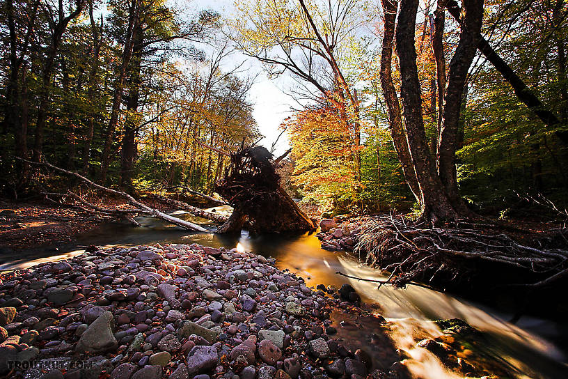 I caught a nice brookie a few weeks earlier in this pool at the junction of a split channel in the stream.  The huge fallen tree is great cover. From the Mystery Creek # 23 in New York.