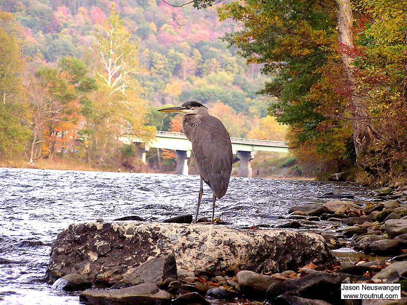 I'm breaking my rule about naming locations for this picture, since the context adds much to its meaning.  This great blue heron is standing on a slab of river-worn concrete silhouetted against the NY Quickway bridge over the Beaverkill River at Cairn's Pool.  Several human fishermen pursue trout from one shore while an avian fisherman pursues them from the other. From the Beaverkill River in New York.