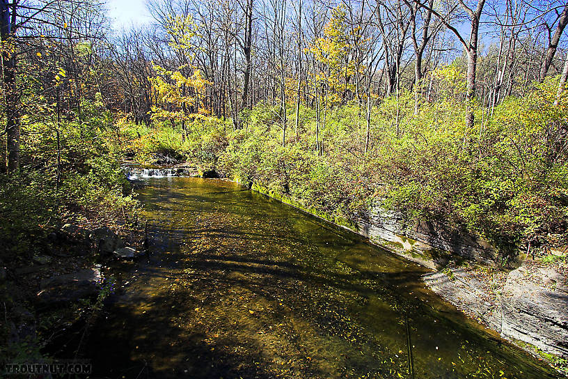 Many trout live in this pool, but they're very difficult to approach.  The stream is very small and the pool unusually large, so the current is very slow.  The trout have all the time in the world to inspect the fly, and they spook extremely easily. From Mystery Creek # 62 in New York.