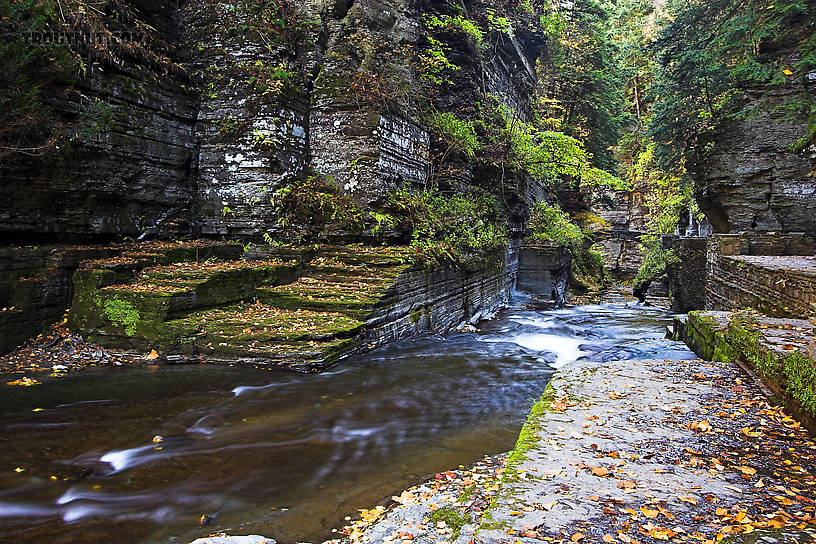  From Enfield Creek in New York.