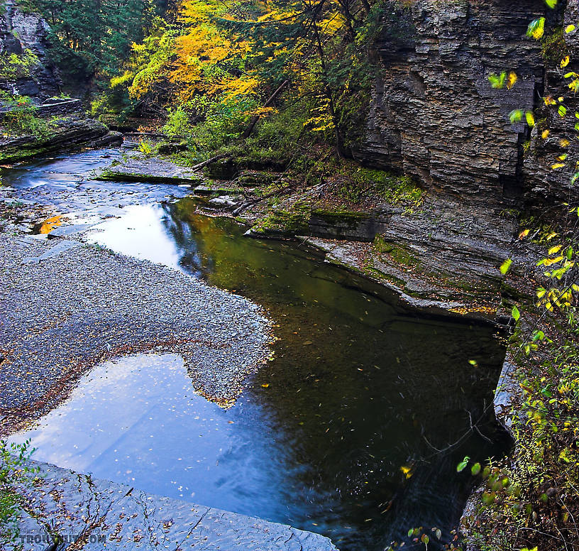  From Enfield Creek in New York.