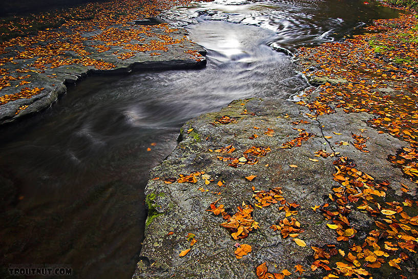  From Enfield Creek in New York.