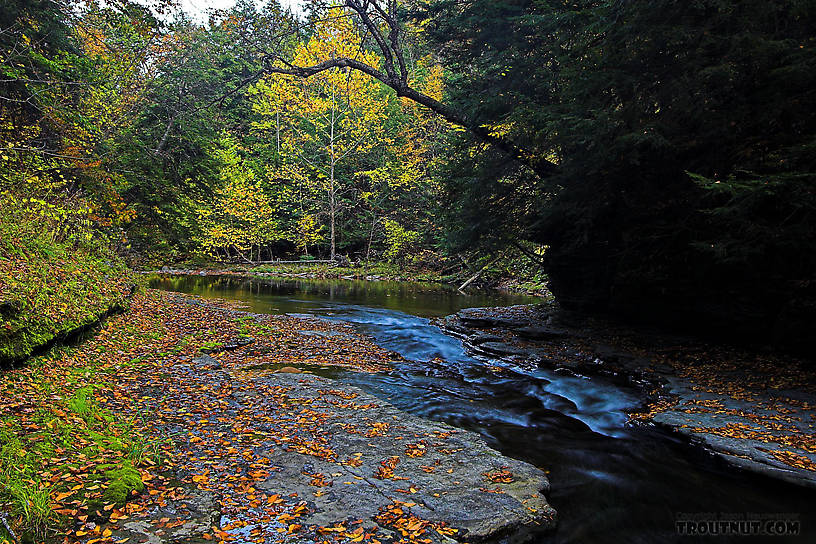  From Enfield Creek in New York.