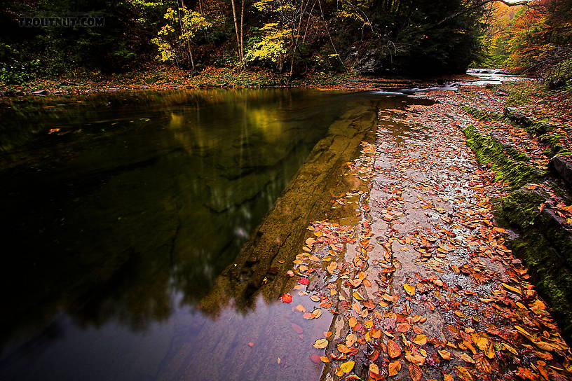  From Enfield Creek in New York.