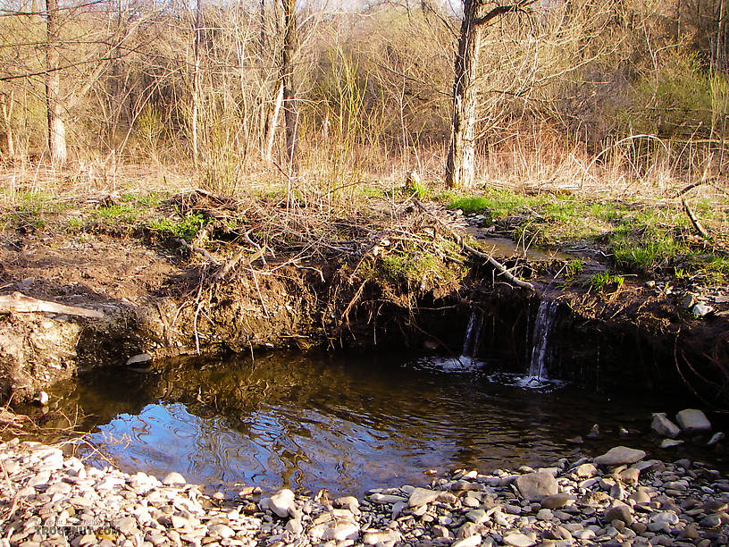 I got several nice insect photographs in this calm pool, part of an extremely tiny side channel of a small trout stream.  When I eventually waded into it to get a better angle, several Hendrickson nymphs panicked and emerged. From Dresserville Creek in New York.