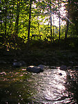 Early morning sunshine beats through the trees, heating the water up for a Drunella hatch. From Brodhead Creek in Pennsylvania.