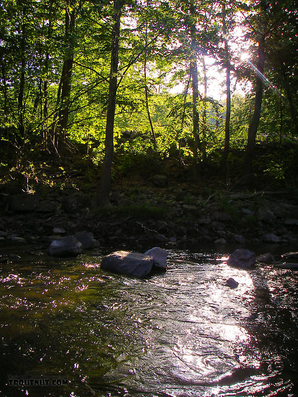 Early morning sunshine beats through the trees, heating the water up for a Drunella hatch. From Brodhead Creek in Pennsylvania.