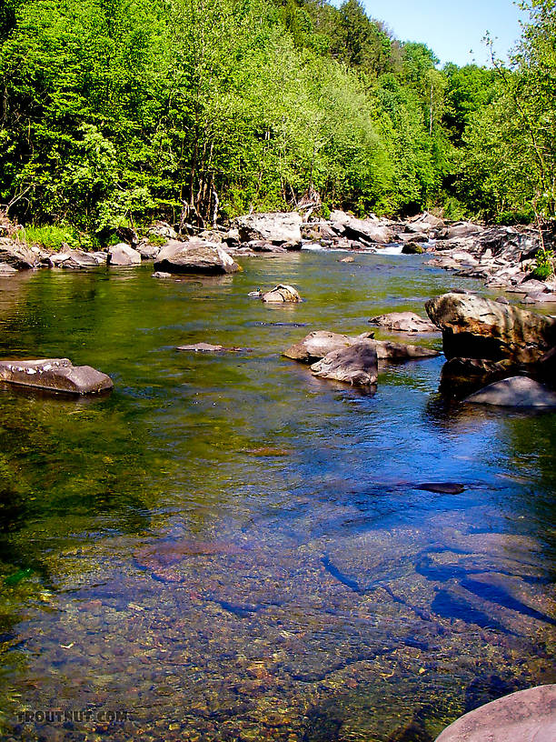 A few nice trout were rising in this deep pool during the tail end of a morning Drunella hatch, but I didn't manage to fool them. From Brodhead Creek in Pennsylvania.