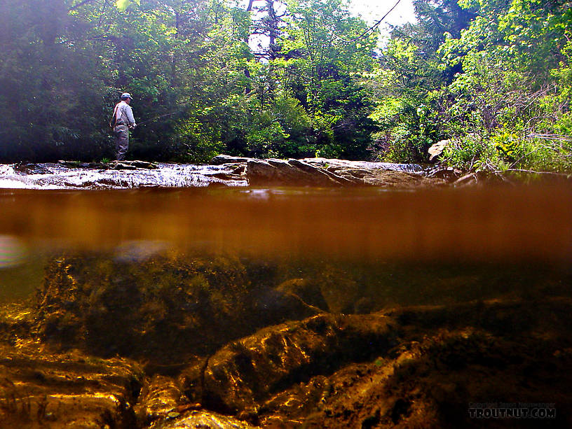 This above/below shot has Gonzo fishing on top and a beautiful tea-stained little Pocono stream on the bottom. From Mystery Creek # 42 in Pennsylvania.