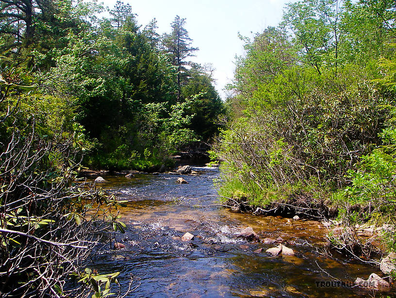  From Mystery Creek # 42 in Pennsylvania.