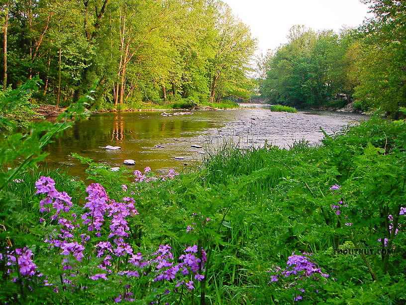  From the Little Juniata River in Pennsylvania.