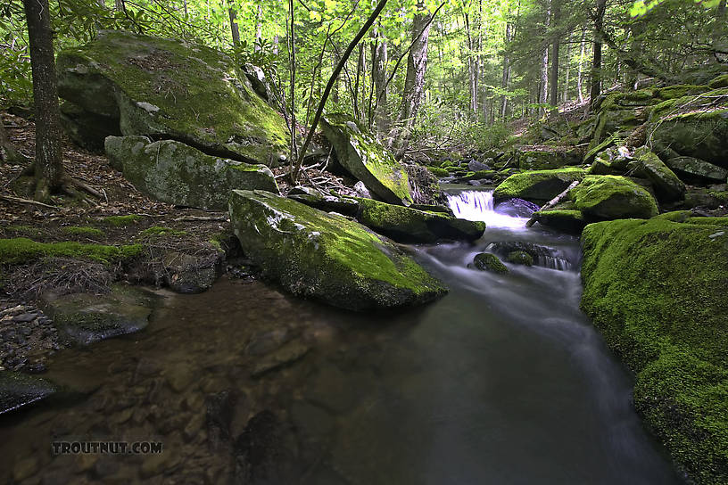  From Wolf Brook (Neversink Gorge) in New York.