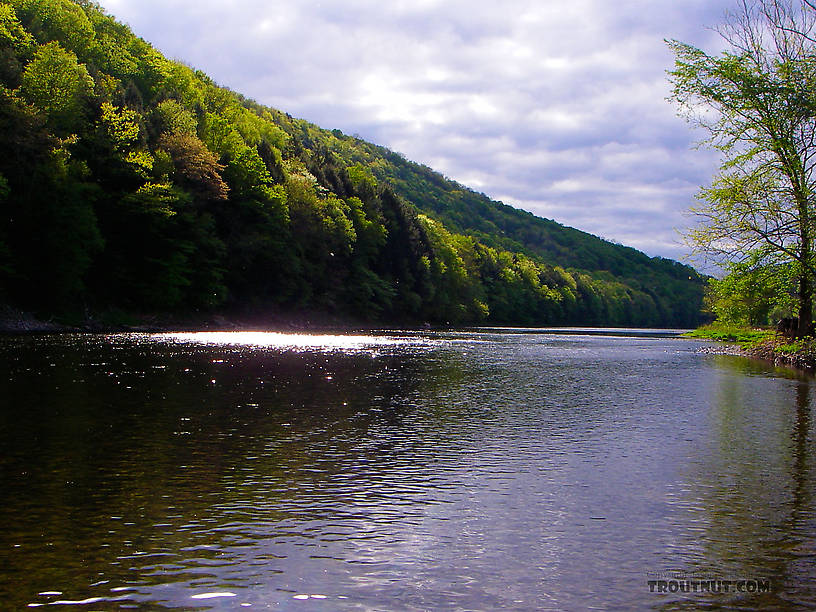  From the West Branch of the Delaware River in New York.