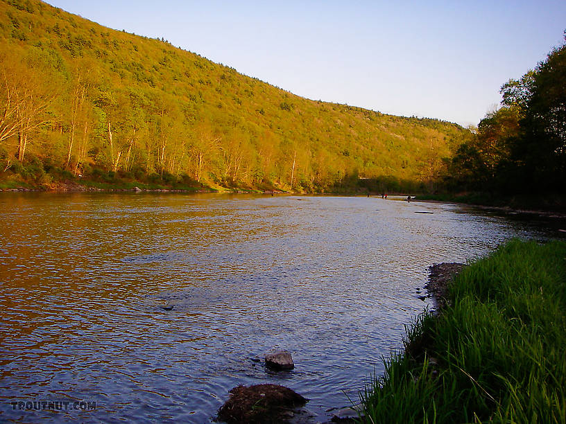  From the West Branch of the Delaware River in New York.