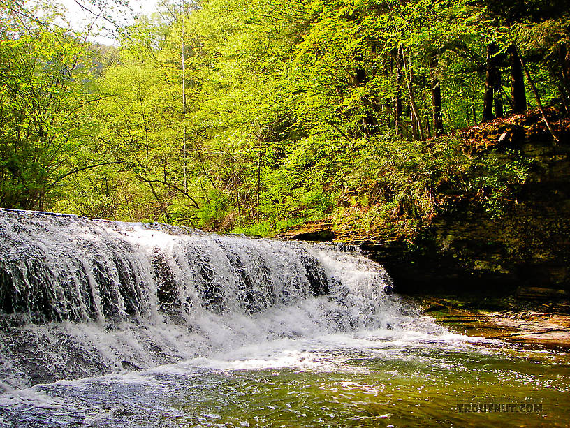  From Enfield Creek in Treman Park in New York.