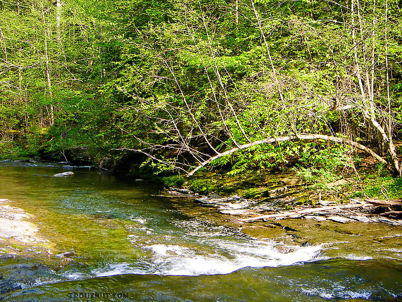  From Enfield Creek in Treman Park in New York.