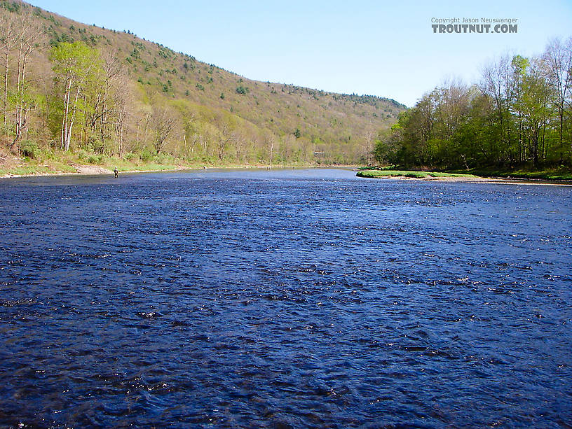  From the West Branch of the Delaware River in New York.