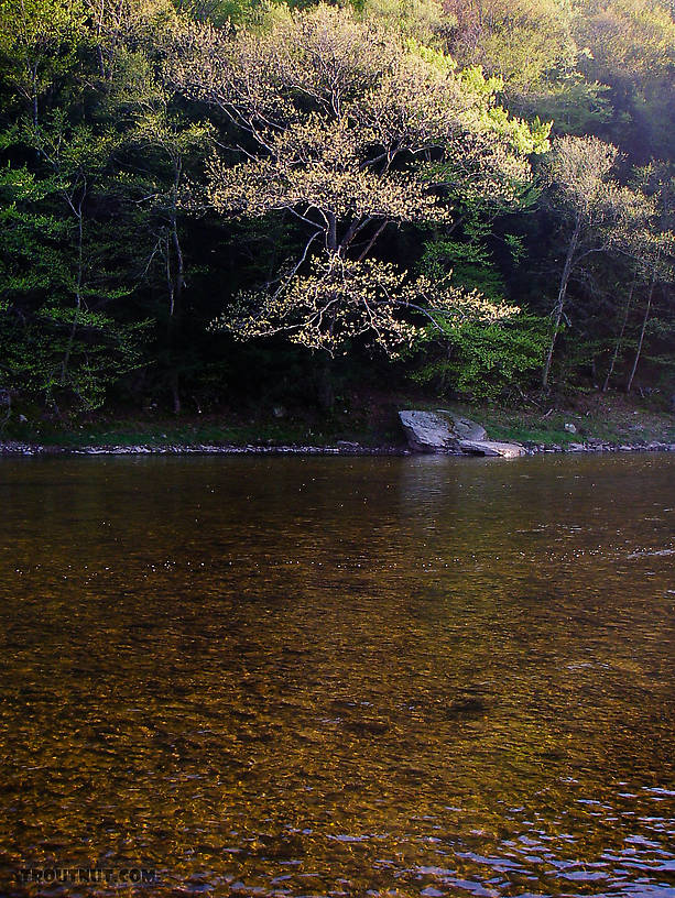  From the West Branch of the Delaware River in New York.