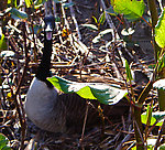 This is a common sight on the large Catskill rivers in early May, a mother goose guarding her nest.  They like to nest on midstream islands where anglers are prone to walk from one fishing spot to another, and they do not back down.  This one was hissing at me and I didn't want to get any closer. From the West Branch of the Delaware River in New York.