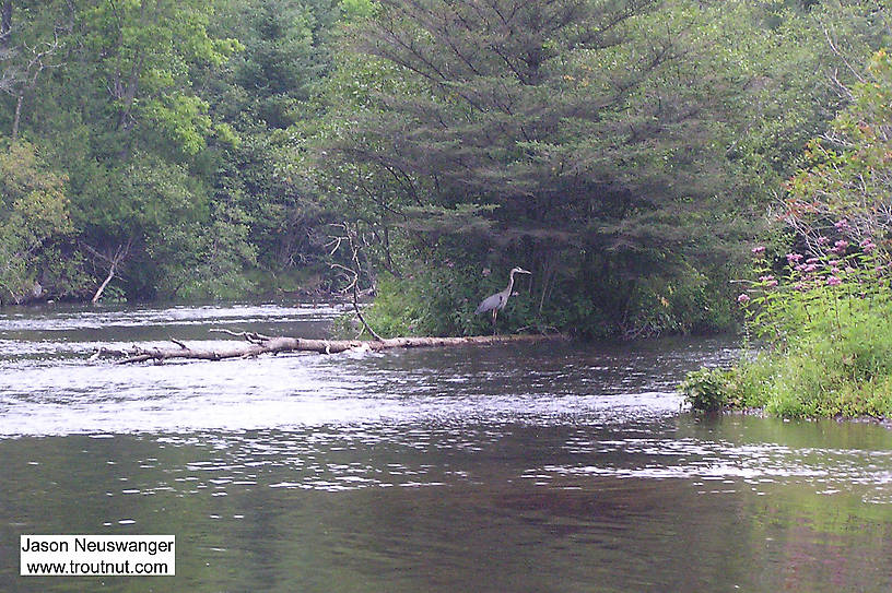  From the Namekagon River in Wisconsin.