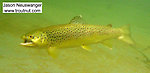 Here's a 12" brown trout on the line with a size 14 Royal Wulff in his mouth in a small, very clear northeastern trout stream. From Salmon Creek in New York.