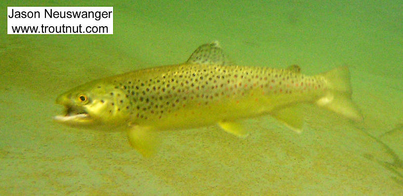 Here's a 12" brown trout on the line with a size 14 Royal Wulff in his mouth in a small, very clear northeastern trout stream. From Salmon Creek in New York.