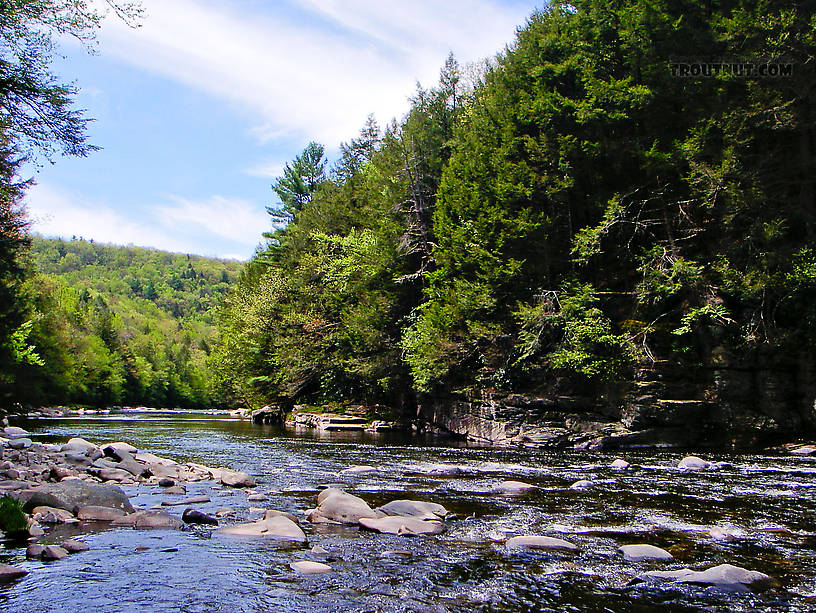  From the Neversink River Gorge in New York.